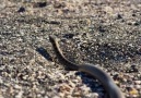 Asla Vazgeçme !Iguana vs Snake Planet Earth II on BBC America