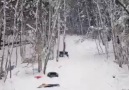 A Sled Train