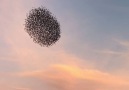 A spectacular starling murmuration