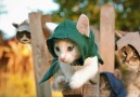 Assassin's Creed: Rise of the Kittens