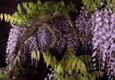 A stunning Wisteria Bonsai tree