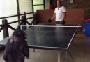 A talented chimpanzee!