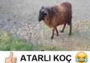 Atarlı koç kafaya bisiklete taktı.. )Paylaşmayı unutma..