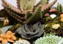 A terrarium you can eat!