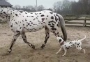 Atı Annesi Sanan Dalmaçyalı Köpek