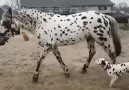 Atı annesi zanneden dalmaçyalı köpek