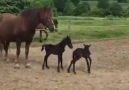 Atın yavruları Çok tatlı maşallah )