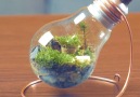 A tiny terrarium in a light bulb