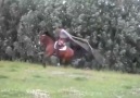 At İp Atlarmı Atlar Buda Örneği