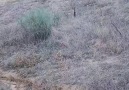 Atış Göstergeli Tavşan Avı Hare hunting ShotKam