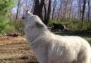 Atka's morning melody