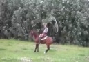 At'lar Da İp  Atlarmı  Atlar Buda  Örneği