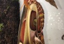 Atlas moth hatch By @Insecthausadi on Instagram Watch in HD