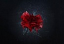 Atom Film