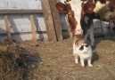 A touching display of affection between a gentle cow and a sweet friendly cat.