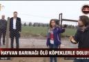 atv Ana Haberde Babaeski hayvan barınağı ile ilgili çıkan haber.