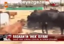 Atv Haber - Siirt Belediye Başkan'ın İnek İsyanı