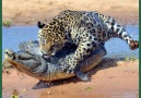 Auden Pro - Leopard vs crocodile. Top attacks. Jaguar kills the crocodile