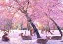 Aurora Borealis Observatory - A herd of deer relaxing by cherry blossom trees in Nara Japan