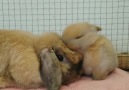 Aurora Borealis Observatory - Baby rabbits are incredibly affectionate