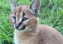 Aurora Borealis Observatory - Kora the Caracal Kitten has perfected her ear flick.