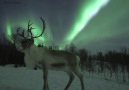 Aurora Borealis Observatory - Reindeer under the aurora Facebook