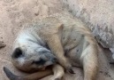 Aurora Borealis Observatory - Sleepy Meerkat Facebook