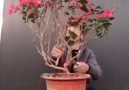 AusBonsai - Bonsai in fast forward