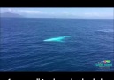 Australia's Most Famous Whale