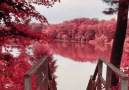 Autumn at Heart Lake Canada