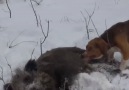 Av Doğa Spor - Karda Domuz Avları (Wild Boar Hunting) Facebook