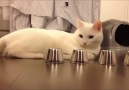 A Very Smart Cat Playing Game.