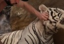 A very sweet white tiger &lt3 &lt3 &lt3