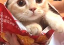 Avivehd - Katzen können auch sü sein Facebook