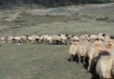 Avşar Yaylasında Koyun-Kuzu Birleşmesi