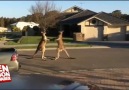Avustralya'da iki kanguru sokakta birbirine girdii