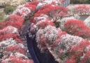 Awesome! Beautiful flower forests