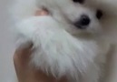 AWESOME BOY Pomeranian!2 mon. Color snow white White pedigree. Documents FCI.