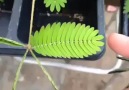 Awesome Crazy Plant ! Plz Share If you like it !