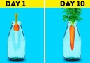 18 awesome hacks to grow your own plants - 5-Minute Crafts Family