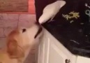 AWESOME: Pet bird feeds dog fries!