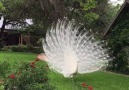 A white Peacock spreading its tail ^^ I can not take off my eyes from it