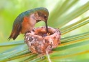 A wonderful hummingbird come to the nest feeding its two baby hummingbird