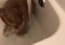 Awwe Animals - Just a puppy taking a bath. Facebook