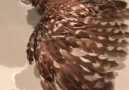 Awwe Animals - Owl