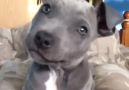 Aww so cute Blue Staffy Ramsey