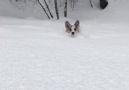 AWWW hes swimming in the snow