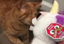 Awwww... Blind kitty wins!!!