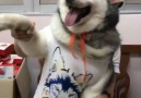 Awwww He looks so happy Subscribe I Love Dogs Youtube channel