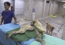 Ayağı ve kuyruğu kesilen köpek tedavi altına alındı